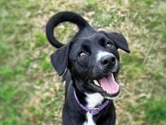 Adoption specials at the shelter available in May