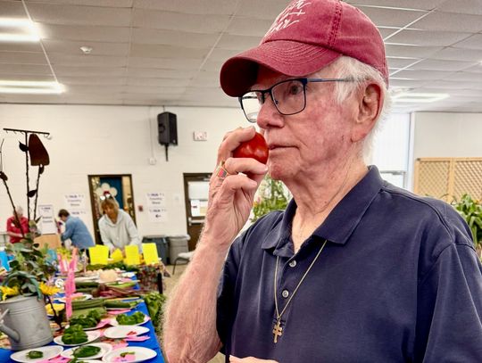 Burnet County Area Fair Judge Bill Luedecke inspects a tomato entry June 12. Photo by Martelle Luedecke/Luedecke Photography