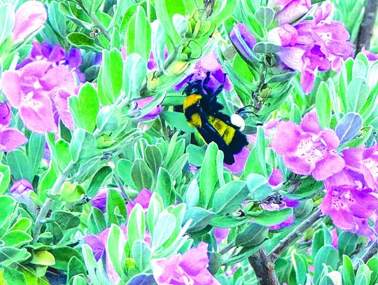 Pictured here is a bumble bee on a Texas Sage which is also known as Texas Barometer Sage (Leucophyllum frutescens). Photos by Martelle Luedecke/Luedecke Photography