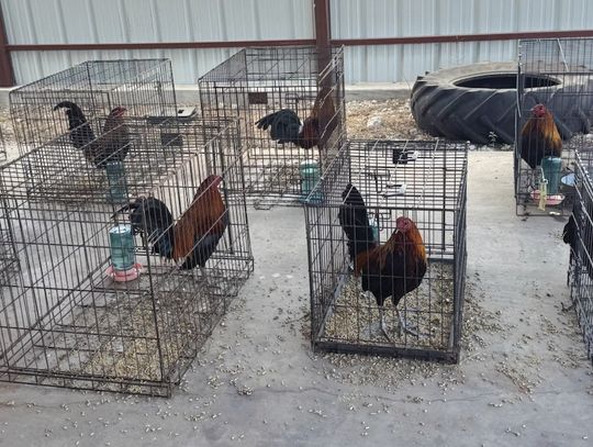 On March 16, Burnet County Sheriff’s Office deputies seized nine suspected cockfighting roosters (pictured here at the BCSO carport) after a traffic stop, ending in an arrest. Contributed/BCSO