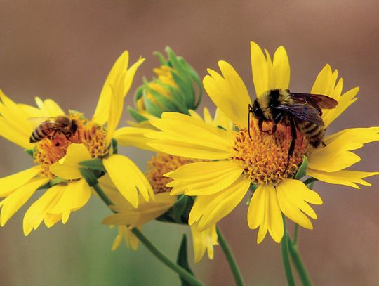 Bees survive with blooming native habitats