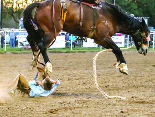 May 10 at the Burnet County Rodeo, Cameron Poteet rolled clear of Ok Breakdown’s hooves during the bronc riding events. Find more photos on Page 12 and 14. Martelle Luedecke/Luedecke Photography