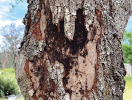 Hypoxylon Canker does not affect any type of oak; fungus spreads by spores, enters wounds in stressed trees, colonizing quickly; and once evident, it is usually too late to save the tree. Contributed Photo