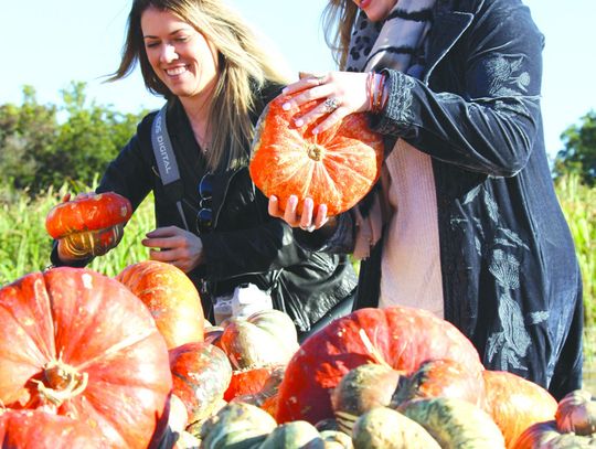 Finding the right pumpkin is a matter of personal taste. Find more about the history of this incredible edible gourd on Page 2. Connie Swinney/Bulletin
