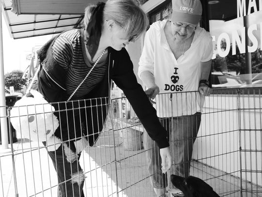 By adopting or fostering through Hill Country Humane Society, you help dogs find the loving homes they deserve. File photo