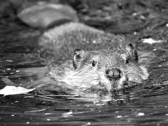 Beavers are natural swimmers with webbed feet that help them glide effortlessly through the water. Contributed photos