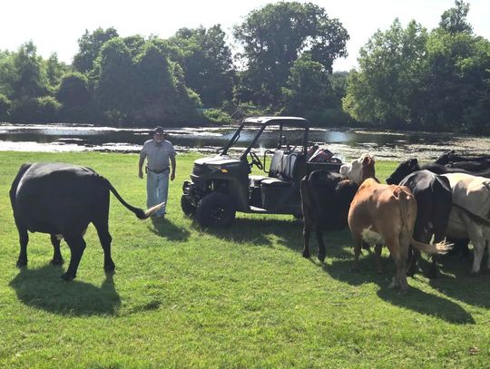 Ranchers, sale barns work to curb screwworm outbreak