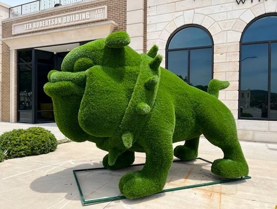 The City of Burnet gave a big nod to 'Spirit, Pride, and Honor' - the motto of Burnet CISD -  with the recent installation of an  oversized topiary Burnet Bulldog on the Burnet County Courthouse historic square. Contributed/City of Burnet