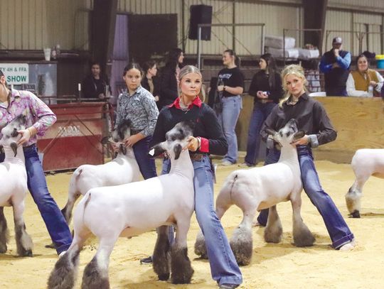 Competitors positioned their market lambs for judging Jan. 3 during the Burnet County Livestock Show at Burnet County Fairgrounds. Allison Morrow/Luedecke Photography