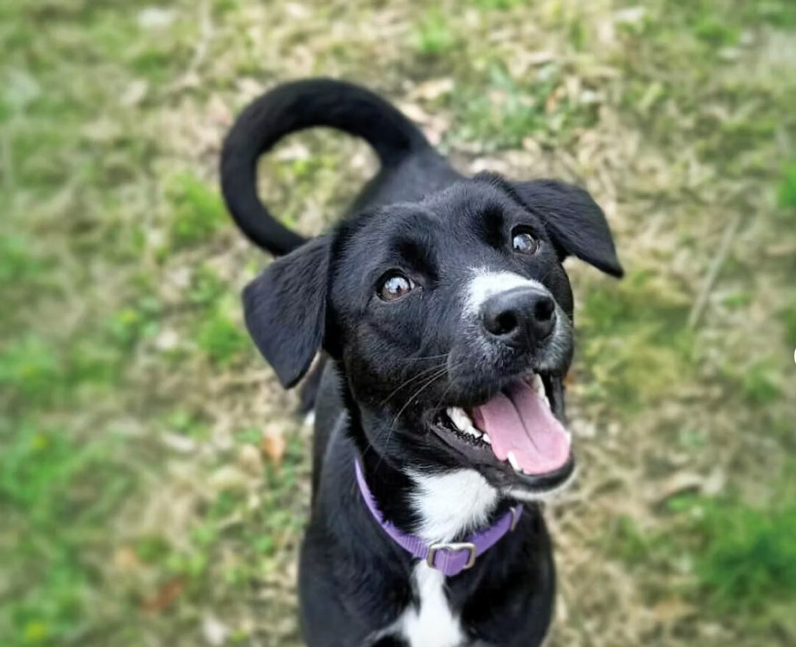 Adoption specials at the shelter available in May
