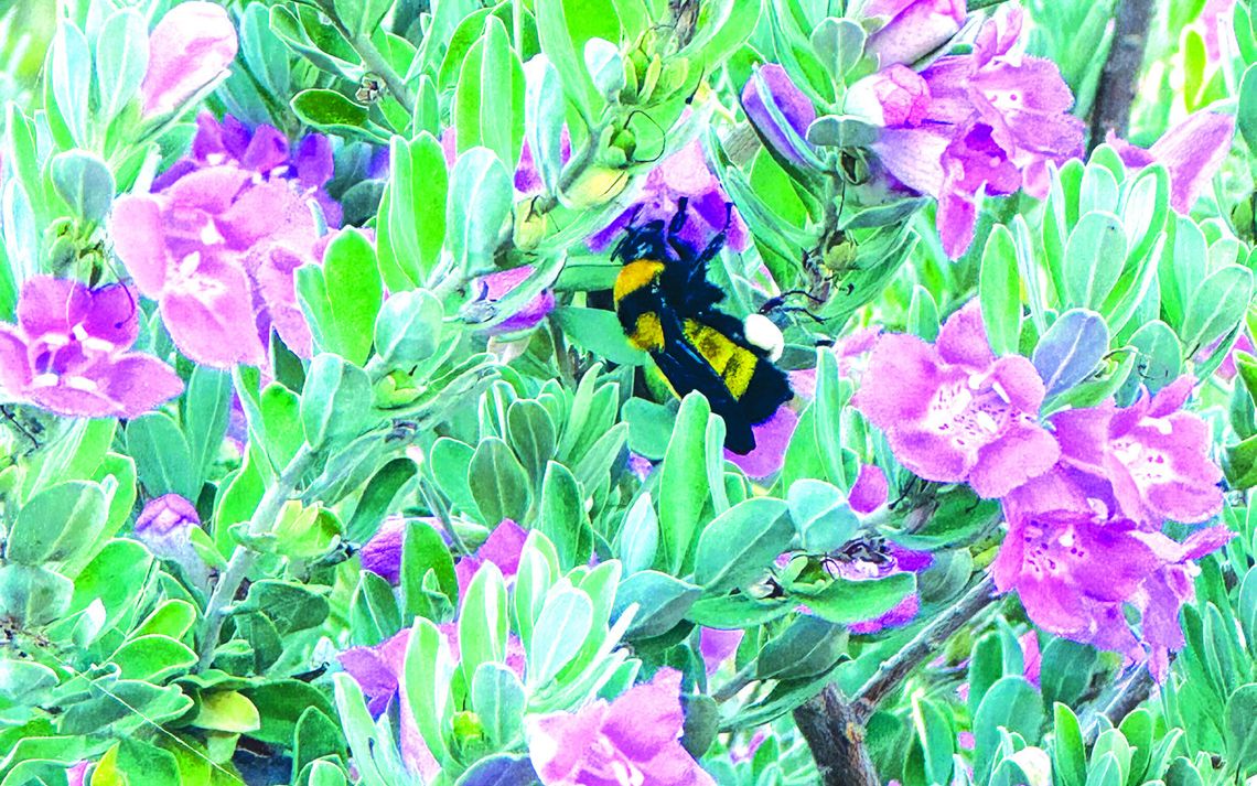 Pictured here is a bumble bee on a Texas Sage which is also known as Texas Barometer Sage (Leucophyllum frutescens). Photos by Martelle Luedecke/Luedecke Photography