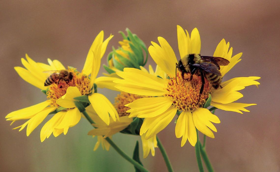 Bees survive with blooming native habitats Bees survive with blooming native habitats