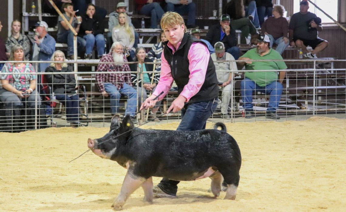County livestock show spotlights top youth