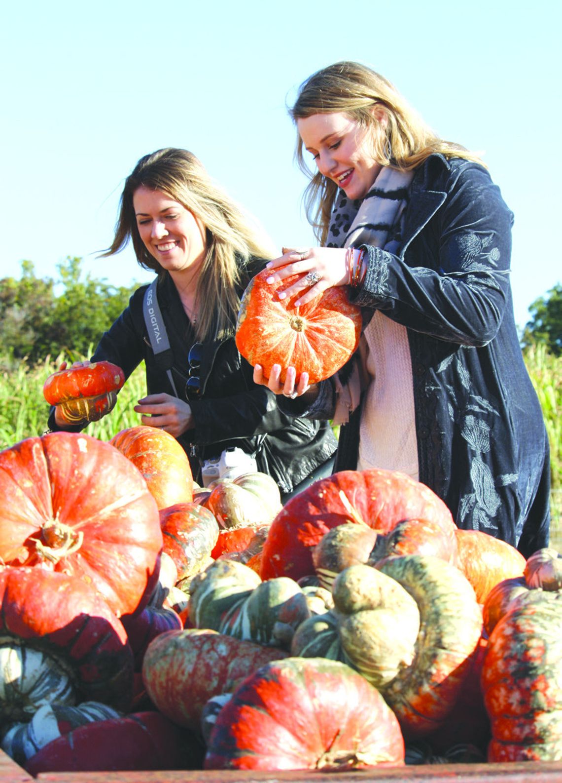 Finding the right pumpkin is a matter of personal taste Finding the right pumpkin is a matter of personal taste. Find more about the history of this incredible edible gourd on Page 2. Connie Swinney/Bulletin