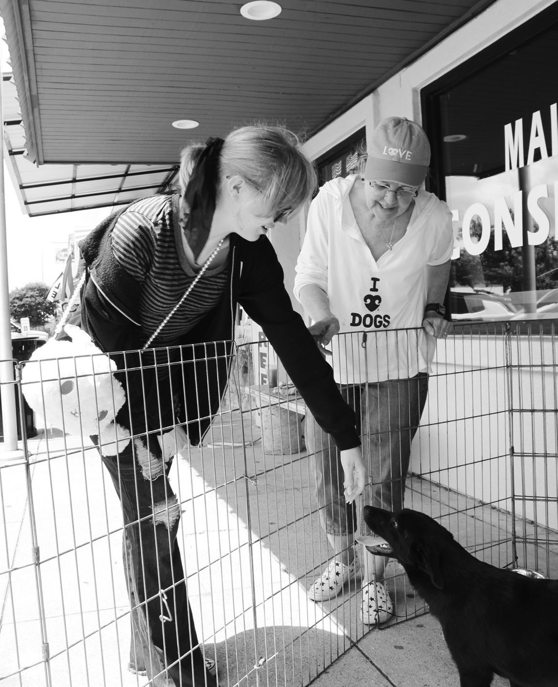 By adopting or fostering through Hill Country Humane Society, you help dogs find the loving homes they deserve. File photo