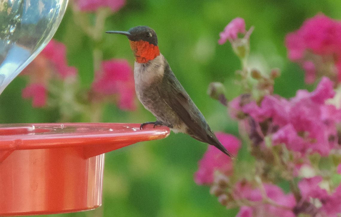 Hummingbirds arrive on the scene Contributed/ Sue Kersey
