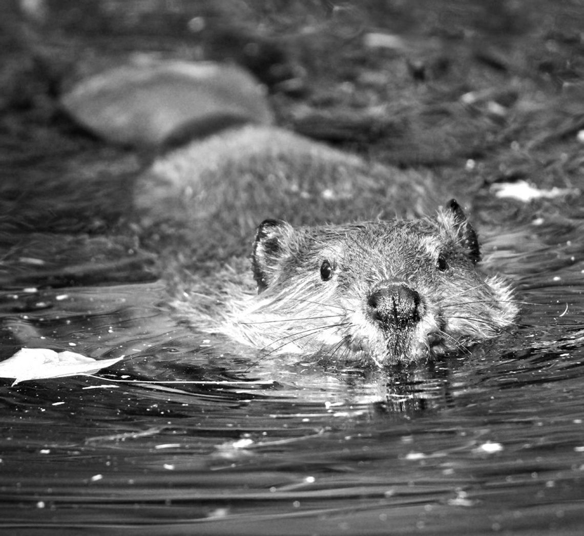 Beavers are natural swimmers with webbed feet that help them glide effortlessly through the water. Contributed photos