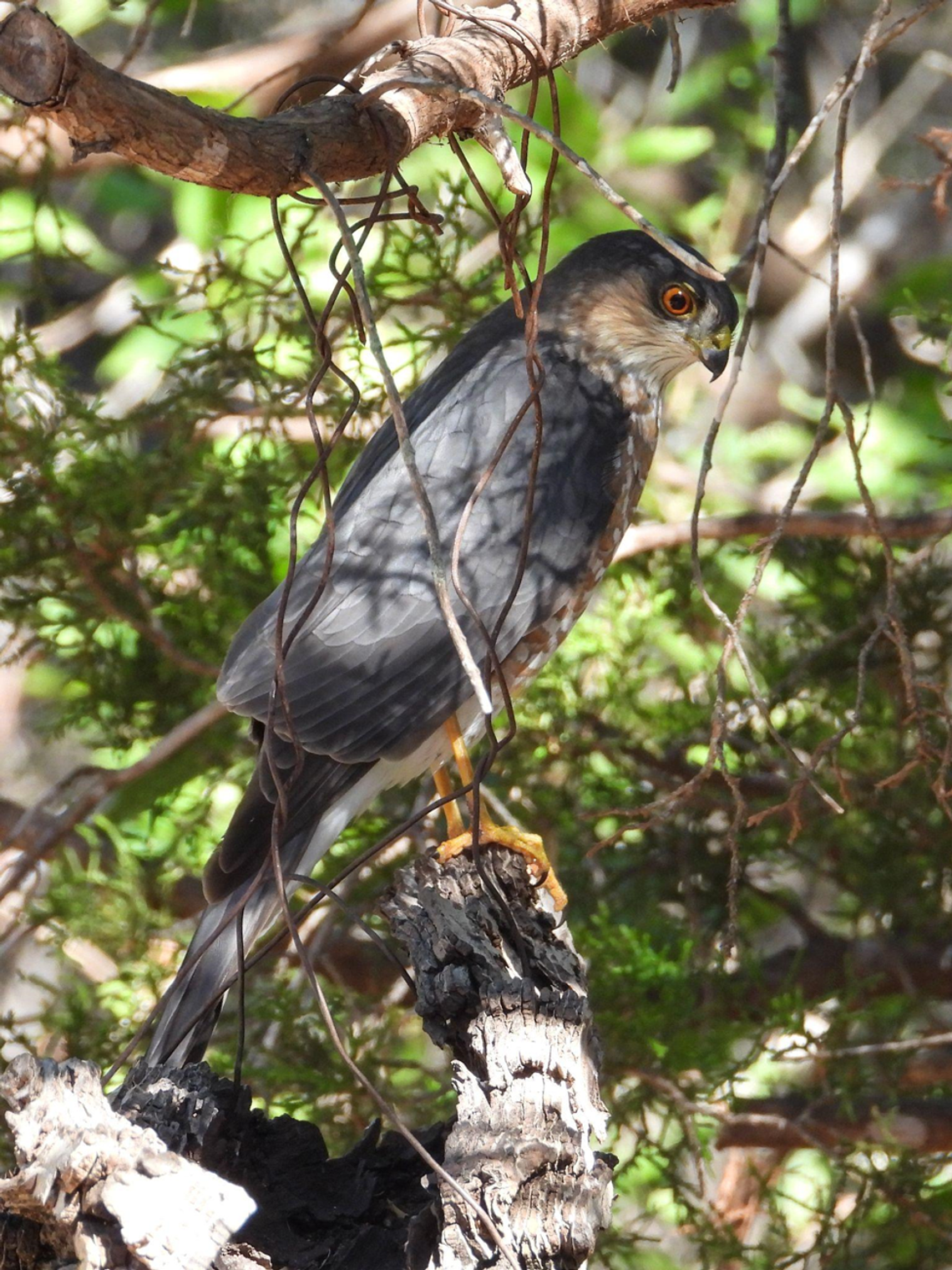 Sharp-shinned hawk swoops in for lessons on precision