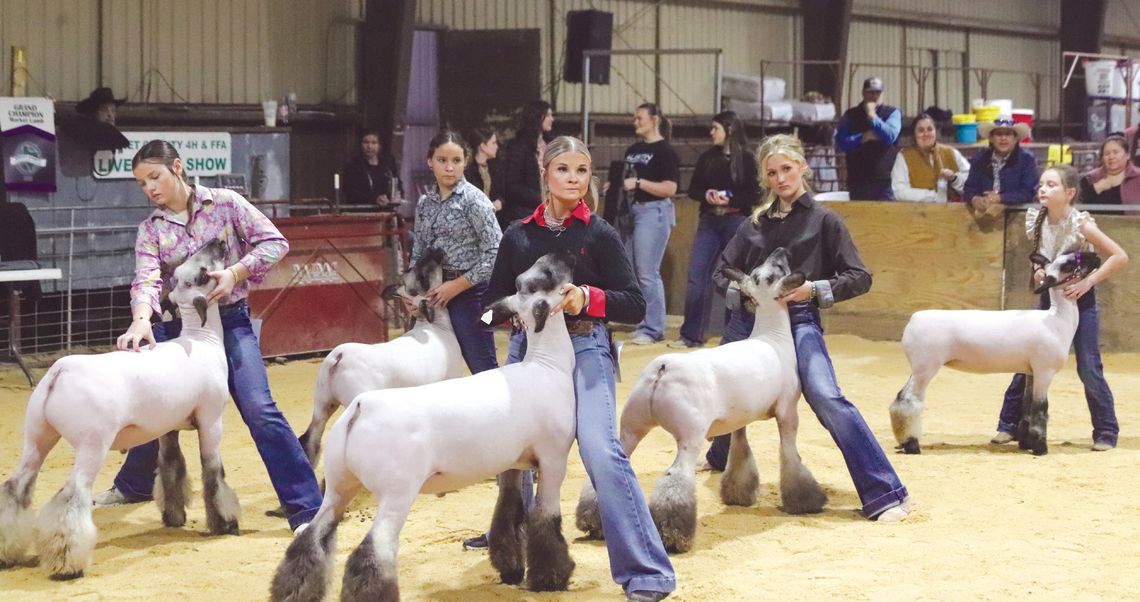 Competitors positioned their market lambs for judging Jan. 3 during the Burnet County Livestock Show at Burnet County Fairgrounds. Allison Morrow/Luedecke Photography